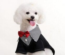 pet bow tie