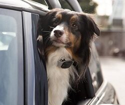 pet gps tracker