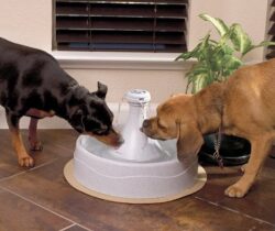 pet water fountain