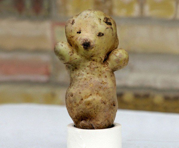potato bear