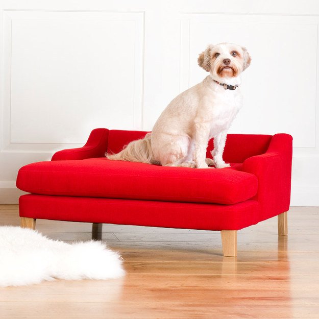 dog sitting on couch