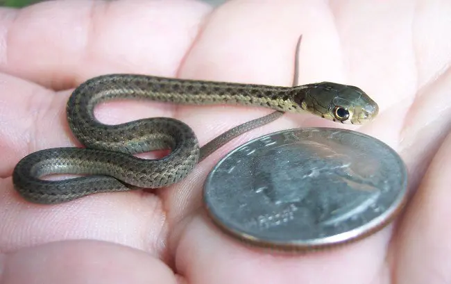 snake next to coin size comparison 