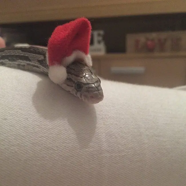 snake wearing Christmas Santa hat 