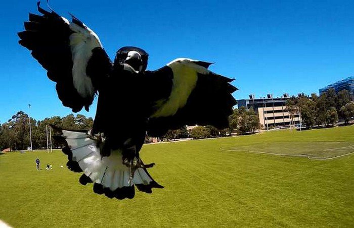 scary magpie