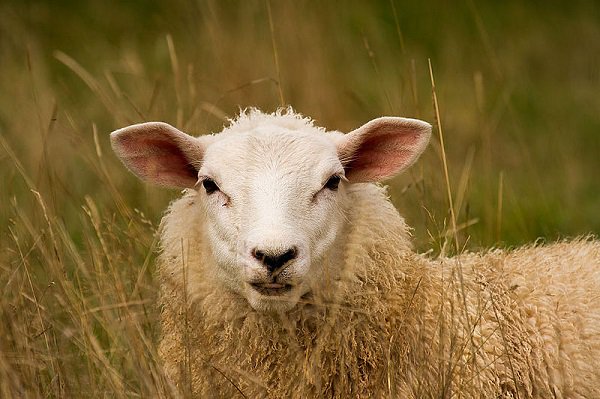 sheep in grass