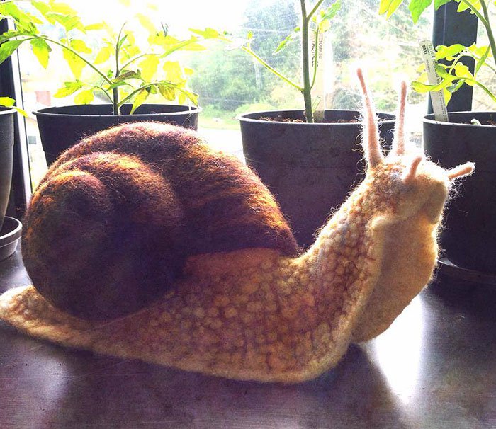 snail