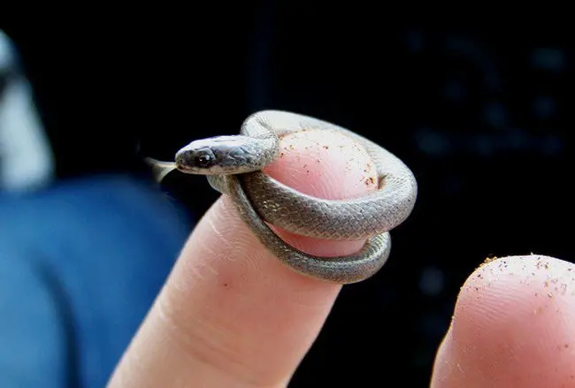 tiny snake wrapped around finger 
