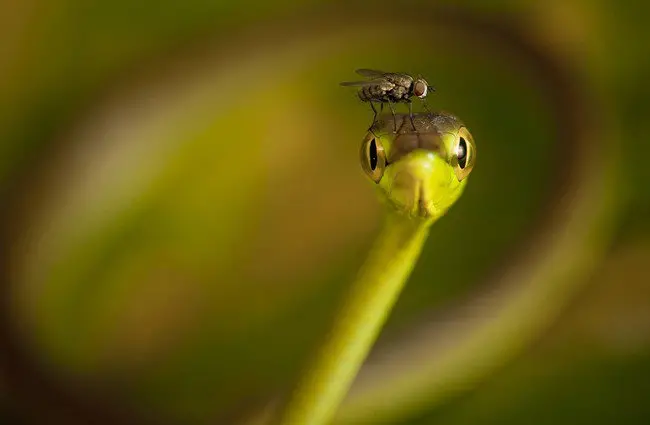 green snake with fly on its head 