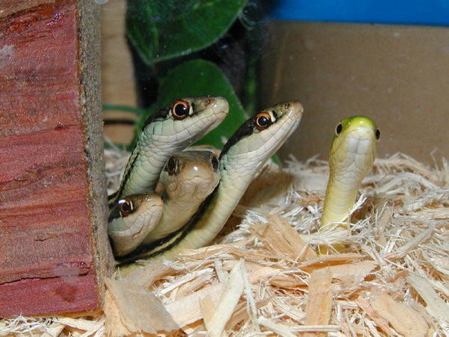group of 5 small snakes in wood chips