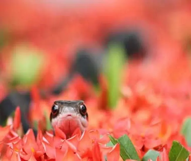 snake head poking out from red flowers 