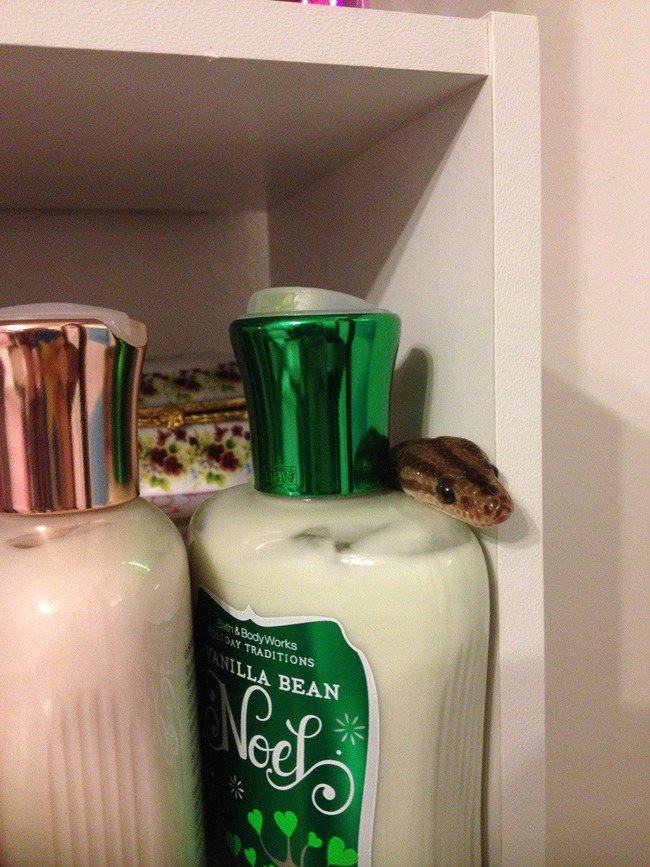 small snake resting head on lotion bottle 