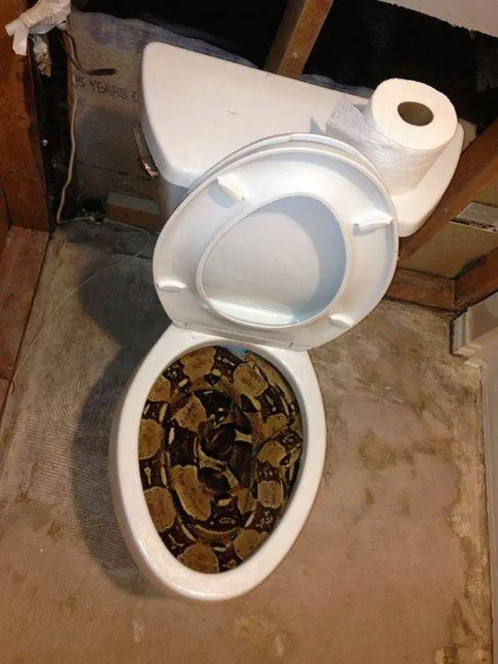 snake toilet