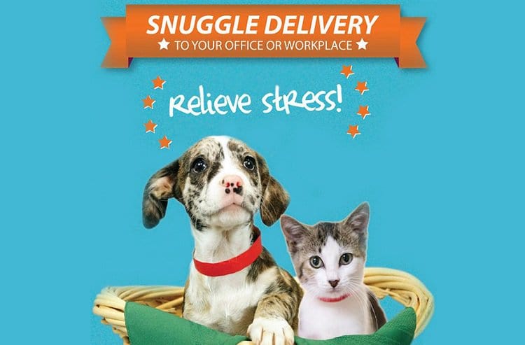 snuggle-delivery-shelter-animal-visit-workplace-humane-society-broward-county