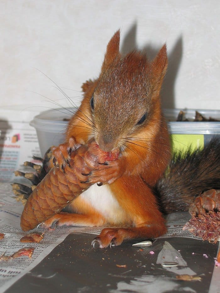 squirrel-eating