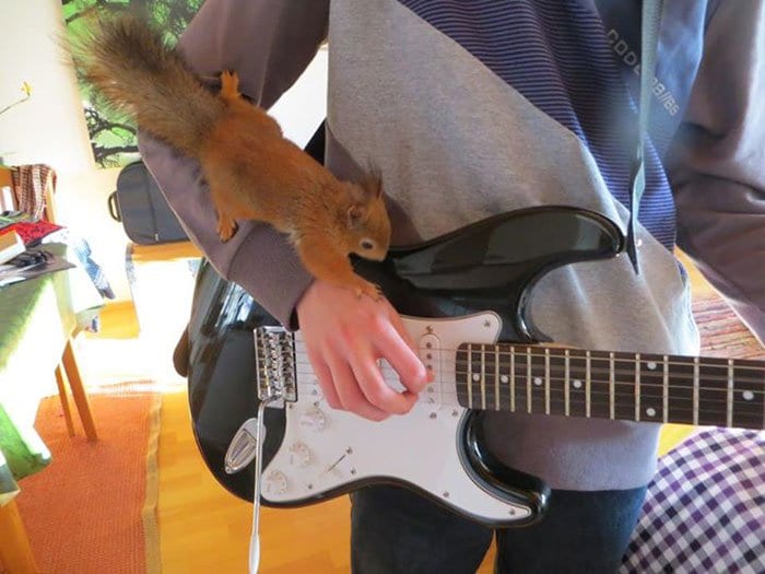 squirrel-guitar
