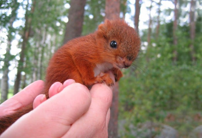 squirrel-hand