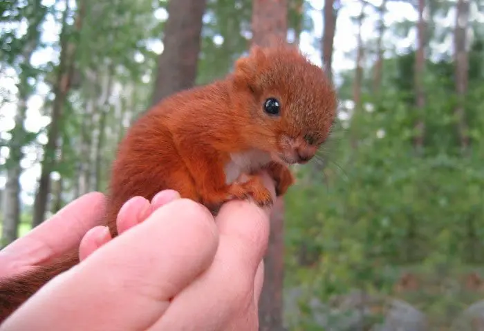 squirrel-hand