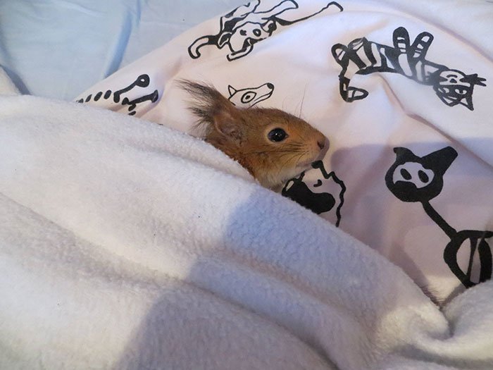 squirrel-nap