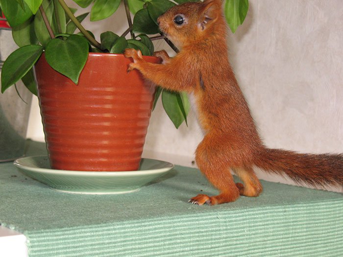 squirrel-plant