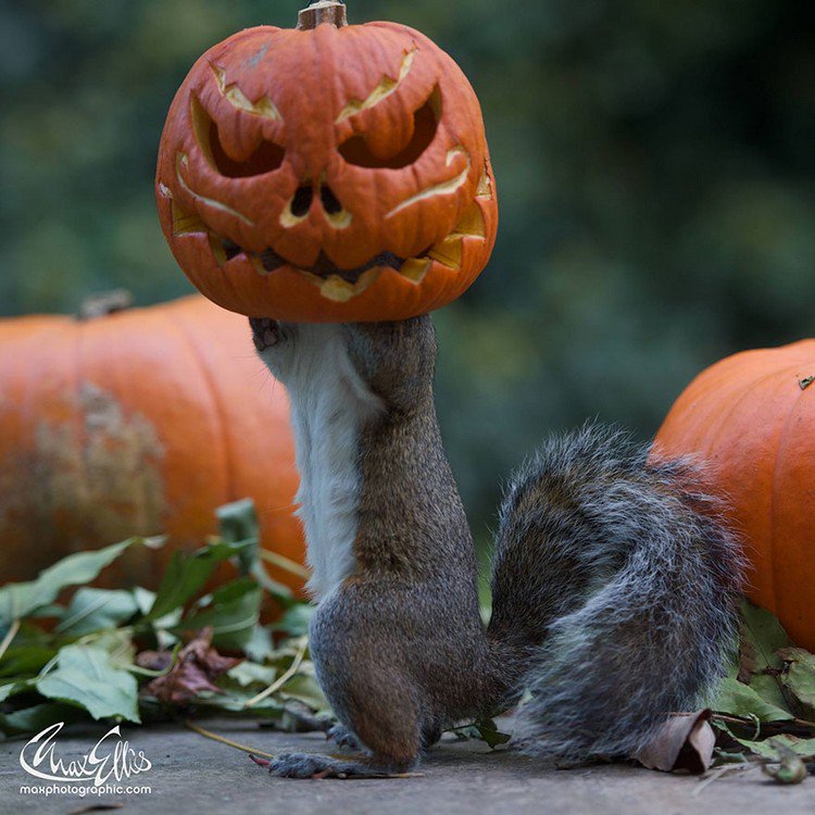 squirrel pumpkin head standing