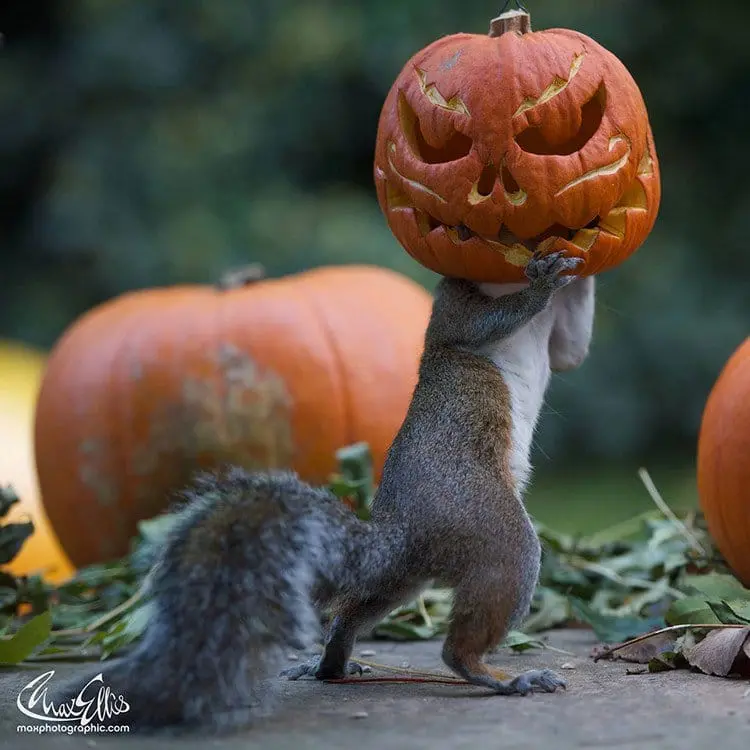 squirrel pumpkin head
