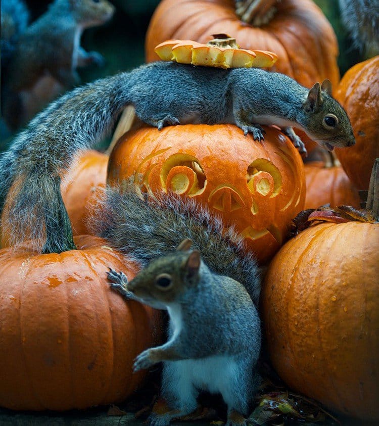 squirrel pumpkins