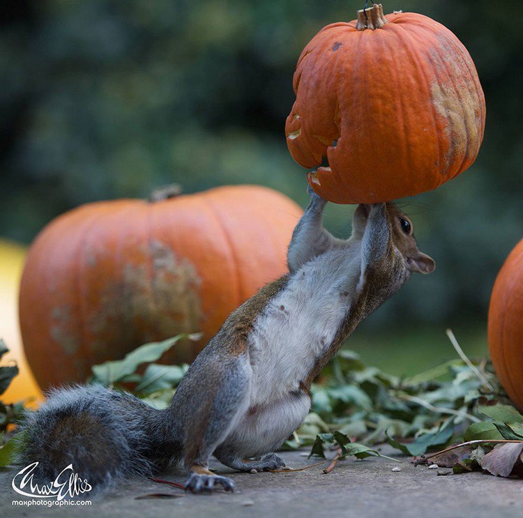 squirrel putting pumpkin head