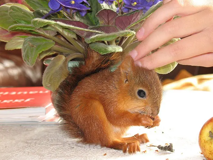 squirrel-tame