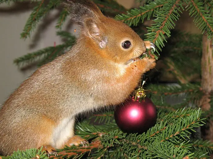 squirrel-xmas