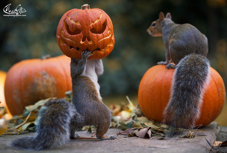 squirrels pumpkins