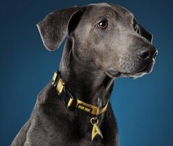 star trek dog collar