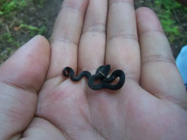 small black snake curled up on a hand 