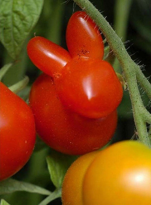 tomato rabbit