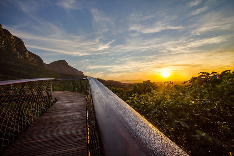 tree-canopy-path-sunset