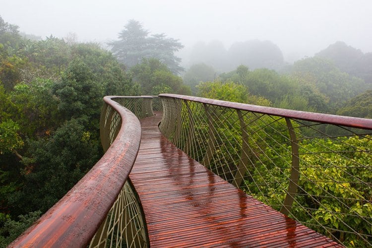 tree-canopy-path-view