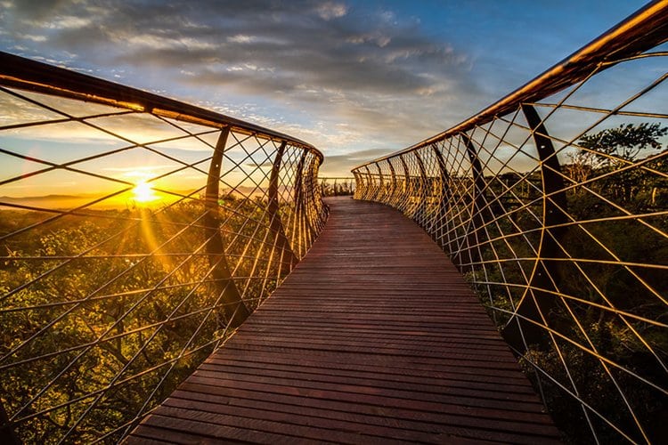 tree-canopy-walkway-cape-town