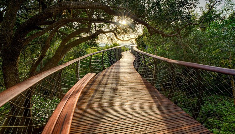 tree-canopy-walkway-length