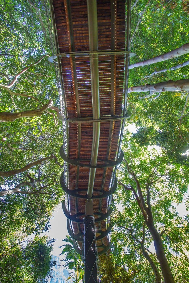 tree-canopy-walkway-path-below