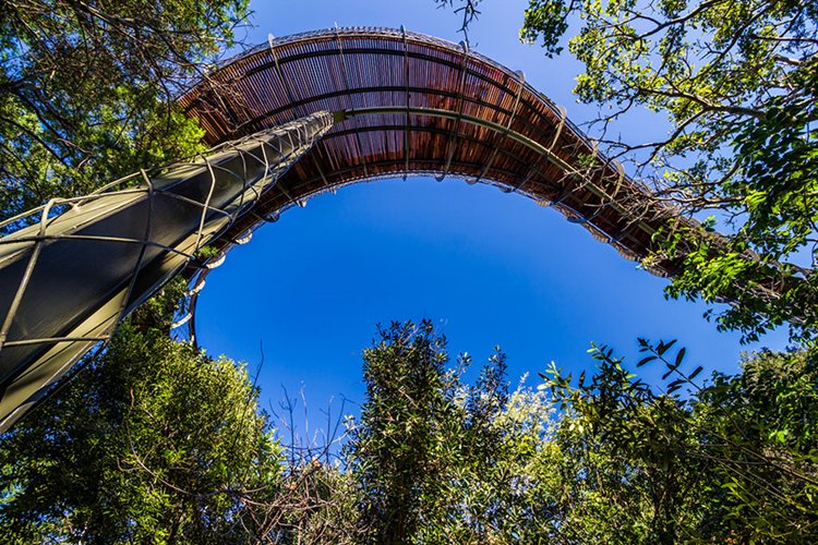 tree-canopy-walkway-path-gardens