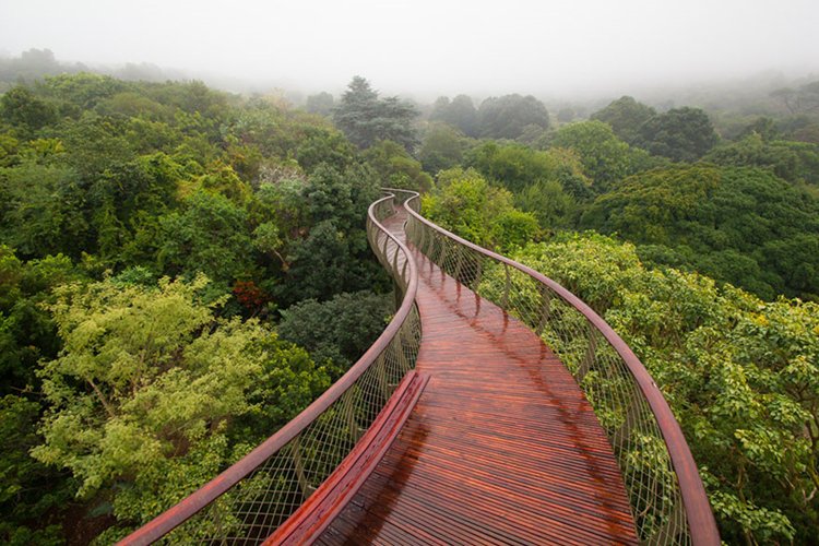 tree-canopy-walkway-path-kirstenbosch-national-botanical-garden