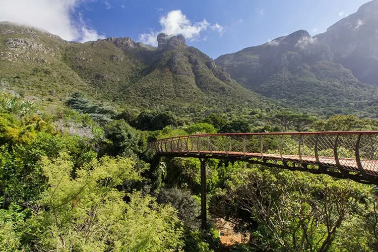 tree-canopy-walkway