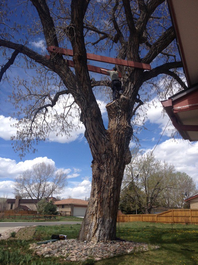 treehouse-building