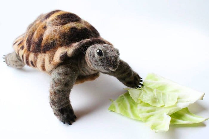 turtle salad