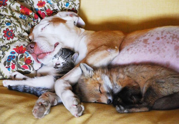 unlikely-sleeping-buddies-dog-fox