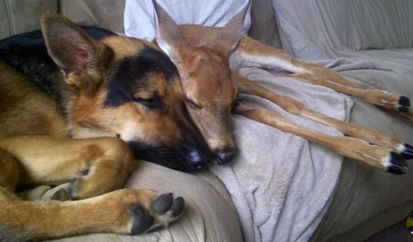 unlikely-sleeping-buddies-fawn-dog
