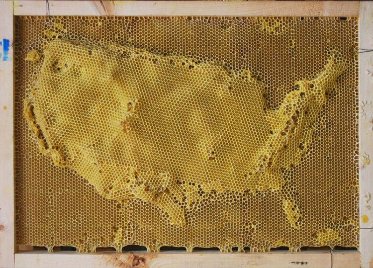 us map bee sculpture