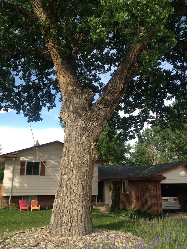 what-tree-treehouse