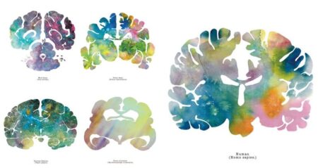Abstract Paintings Animal Brains