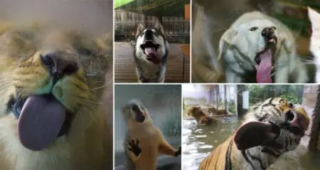 Animals Licking Glass