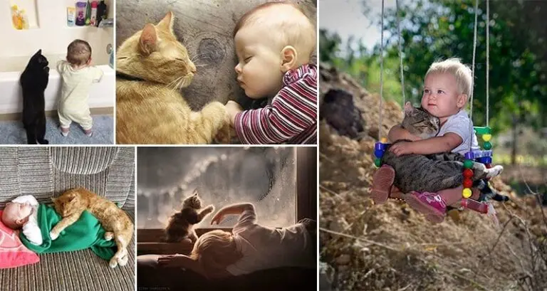 Babies And Cats
